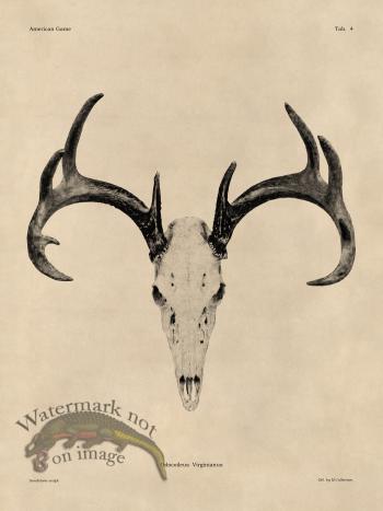 Tan Bones 04 White Tail